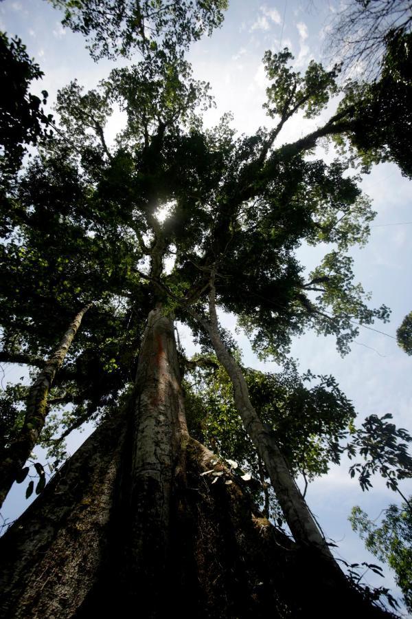 Misahualli Amazon Lodge Εξωτερικό φωτογραφία