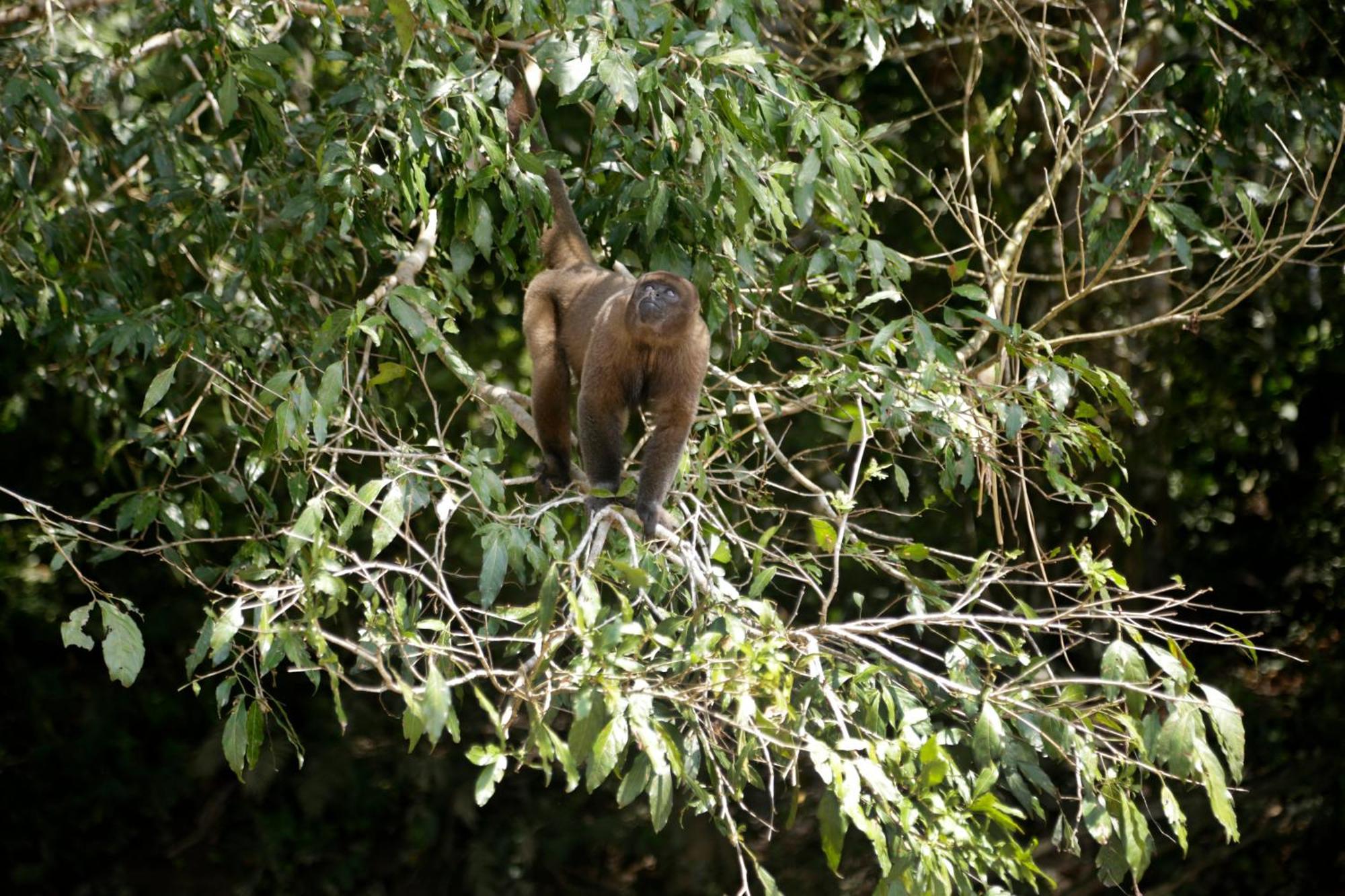 Misahualli Amazon Lodge Εξωτερικό φωτογραφία